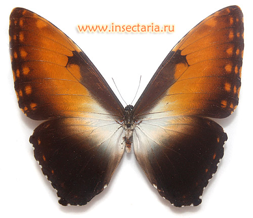 Морфо Гекуба (Morpho hecuba) - крупная бабочка из Южной Америки